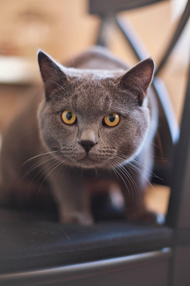 cat kitty feline grey yellow eyes pet domestic 4k