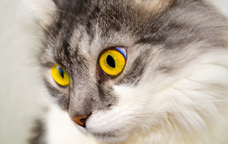 cat eyes face cat face view cats eyes animal 4k