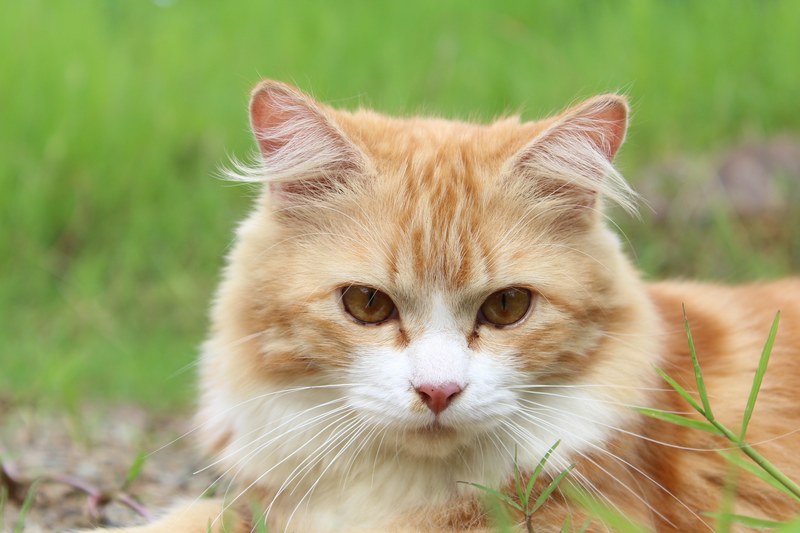 cat feline kitty kitten domestic pet tabby 4k
