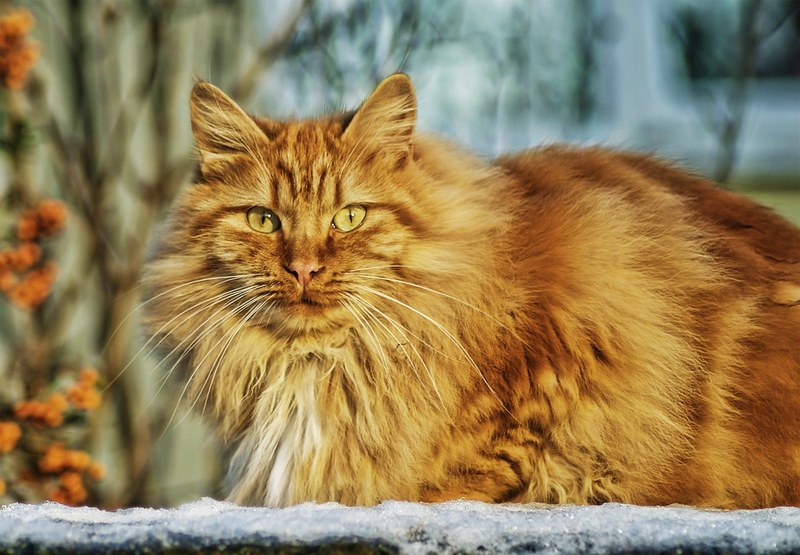 cat feline cat face cats eyes animals cat nose 4k
