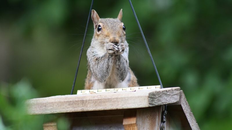 squirrel, legs, sitting, hunting, small, 4k