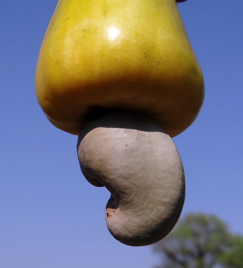 cashew nuts fruit tree anacardiaceae mango family 4k