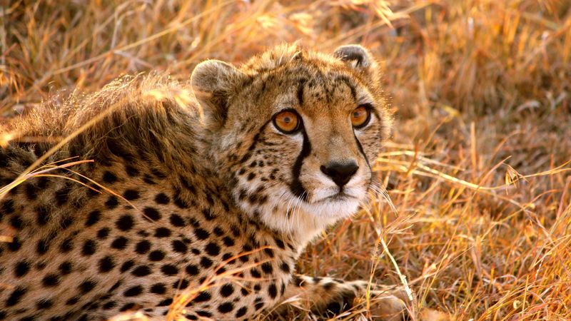 cheetah, big cat, fright, lie, 4k