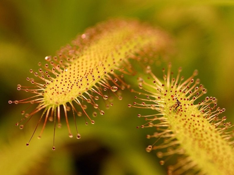 carnivore flower sticky nature flora beautiful 4k