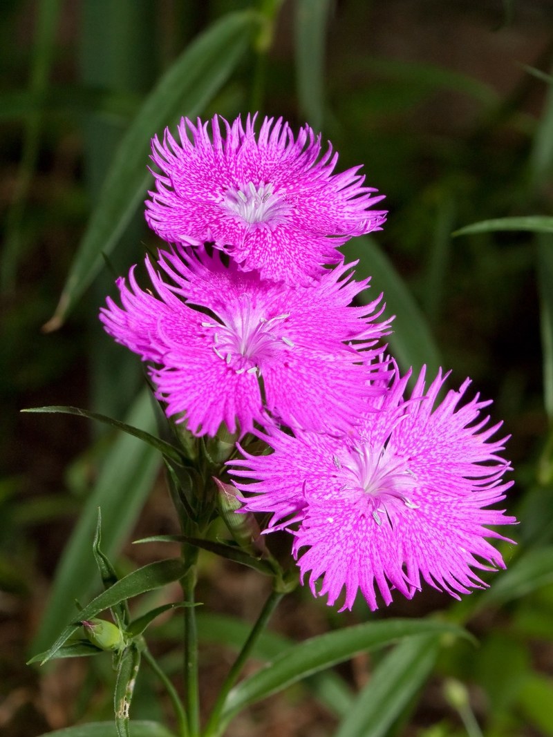 carnation flowers pink dianthus blooms blossoms 4k