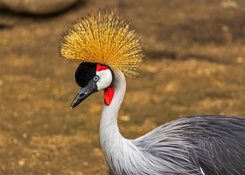 cape crane balearica regulorum crane bird 4k