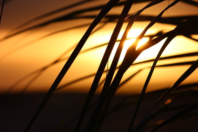 cape verde sunset palm tree 4k