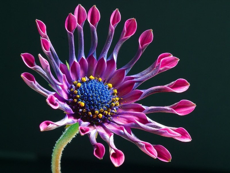 cape basket pink osteospermum cape daisies 4k