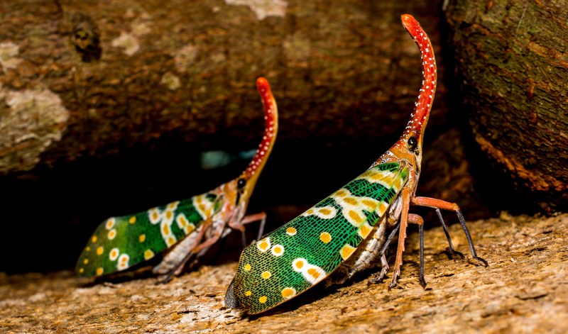 canthigaster cicada fulgoromorpha insect proboscis 4k