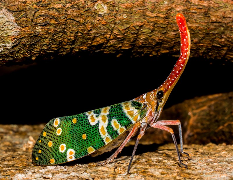 canthigaster cicada fulgoromorpha insect proboscis 4k