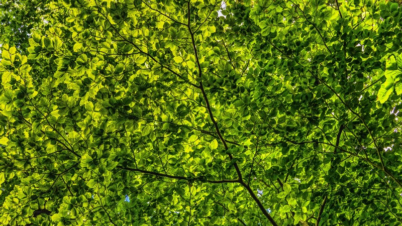 canopy green leaves branches color foliage 4k