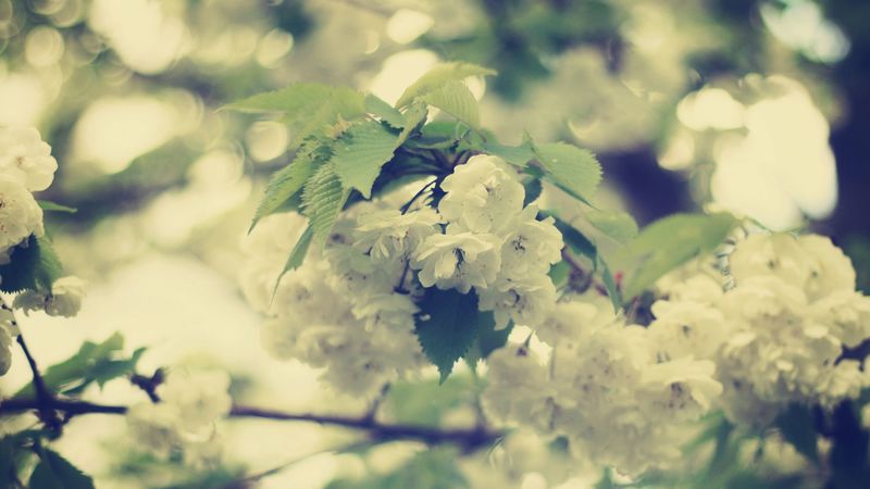 macro, flowers, white, branch, 4k