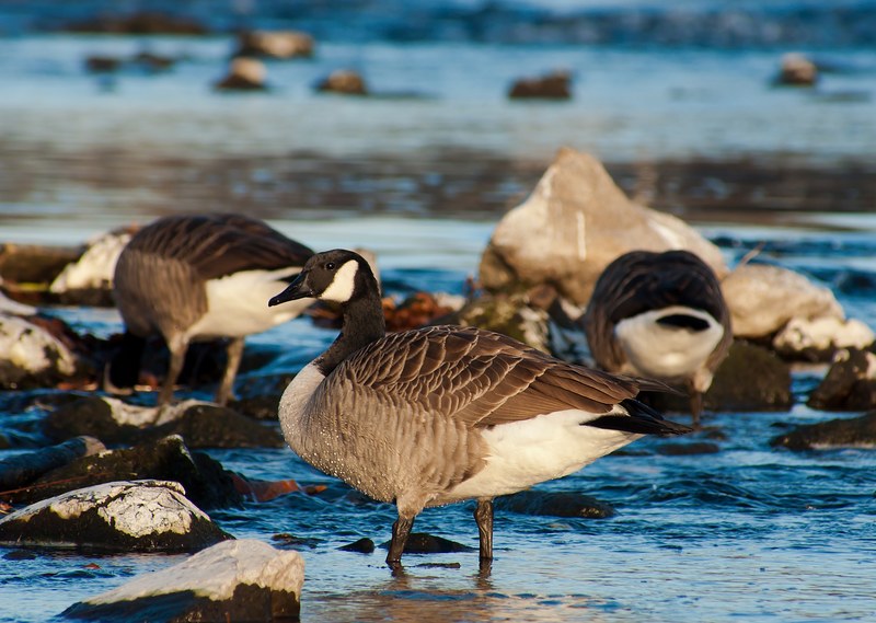 canada goose birds nature 4k