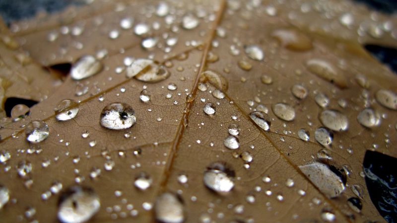 sheet, drop, close-up, brown, 4k