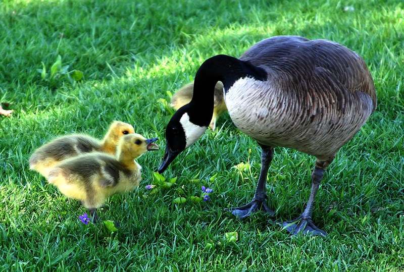 canada goose mothers day fluffy babys chicks bird 4k