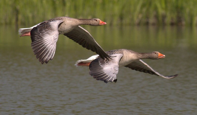 canada geese geese animals water bird bill 4k
