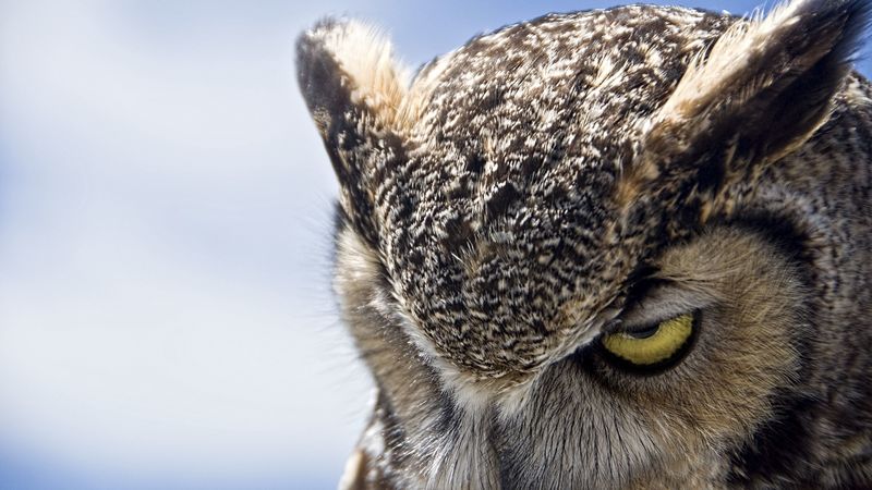 owl, eyes, evil, heaven, 4k