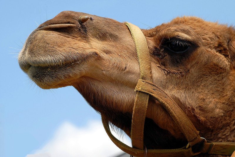 camel face close up head animal nature desert 4k