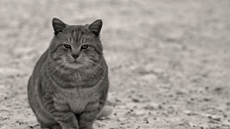 cat, gray, black white, sitting, street, 4k
