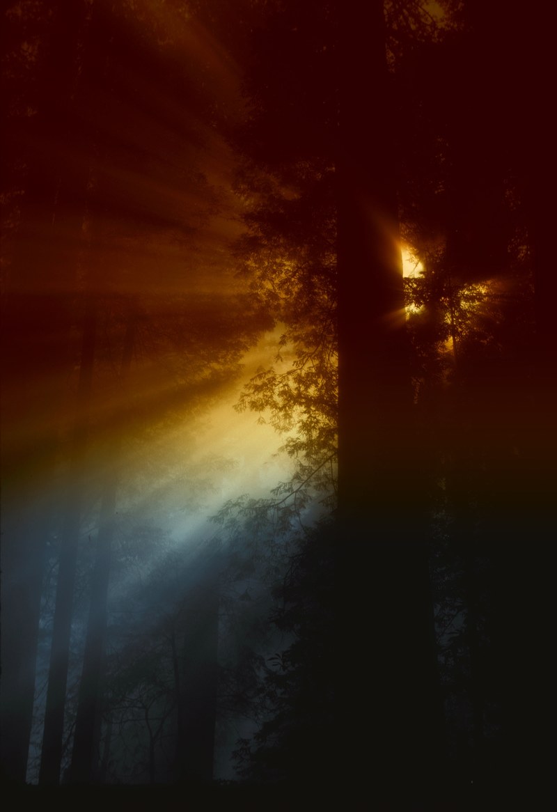 california sun rays light sunlight forest trees 4k