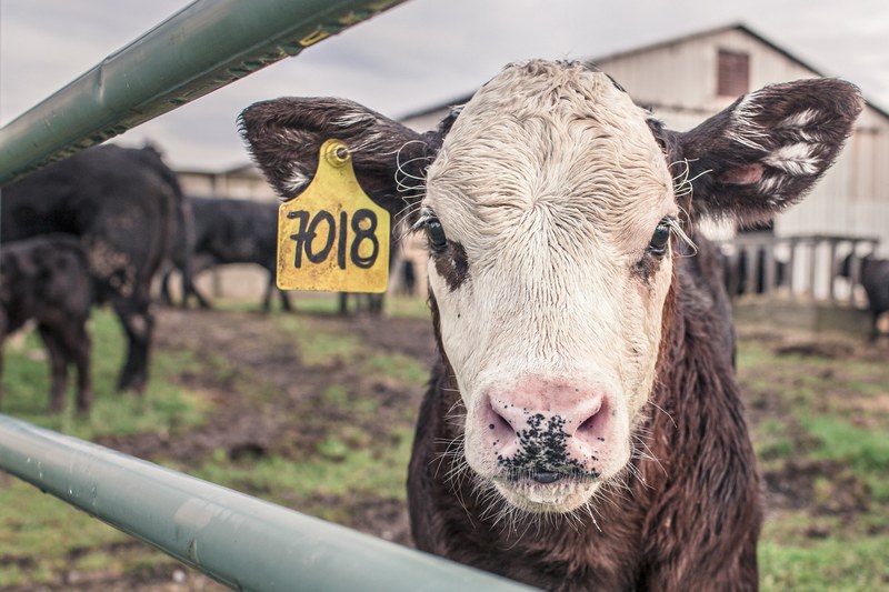 calf cow maverick farm animal farm rural 4k