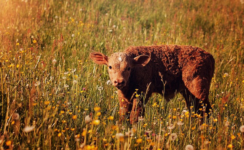 calf red young animal livestock cattle meadow 4k