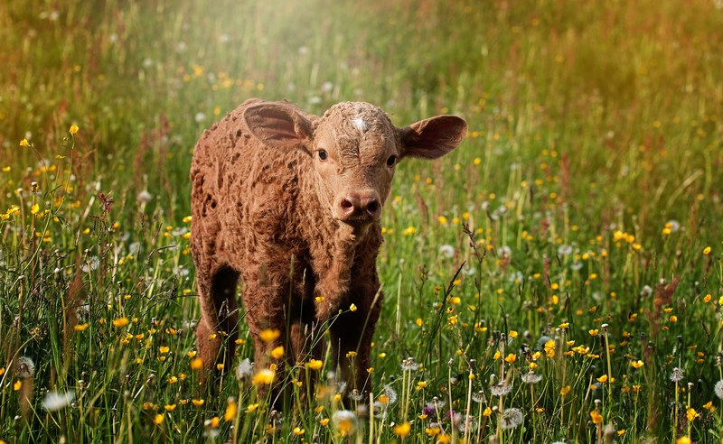calf brown reddish small sweet meadow out nature 4k