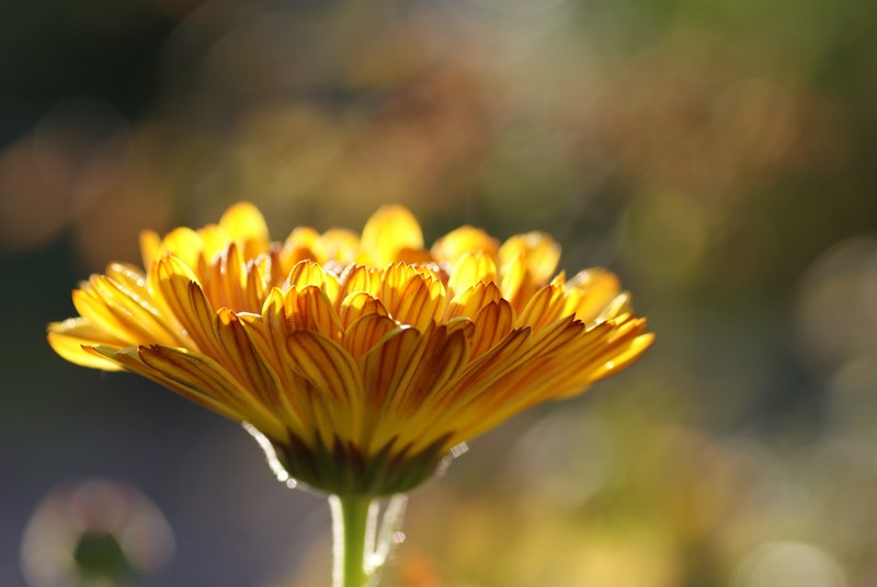 calendula medicinal plant nature plant summer 4k