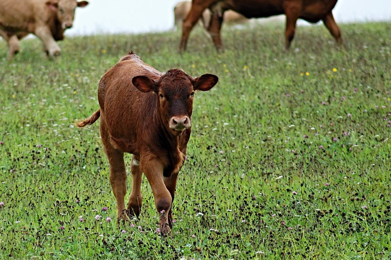 calf cow feast pasture grass brown cub 4k