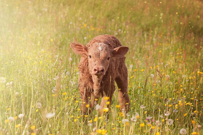 calf young animal beef livestock cattle grass 4k