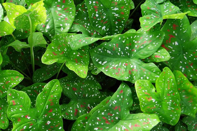 caladium plant leaves florida beauty goa india 4k