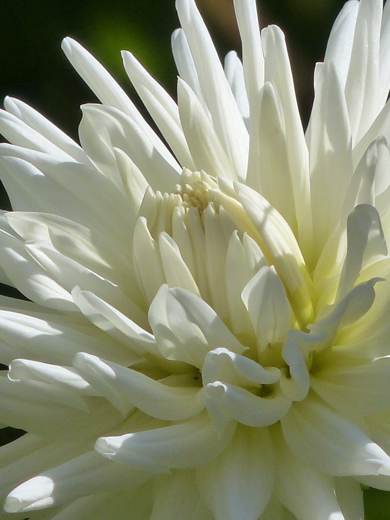 cactus dahlia dahlia blossom bloom white flower 4k