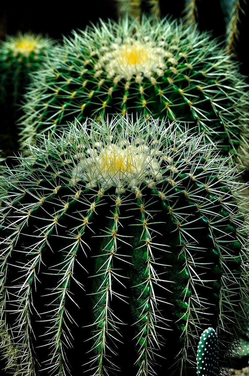 cactus plant circles nature green flower natural 4k