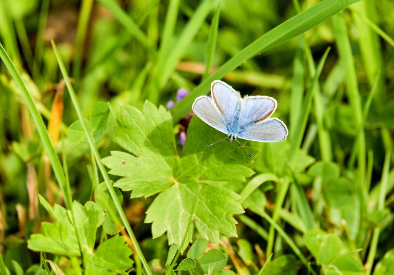 butterfly common blue common bläuling butterflies 4k