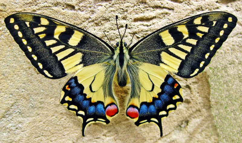 butterfly swallow tailed butterfly insect nature 4k