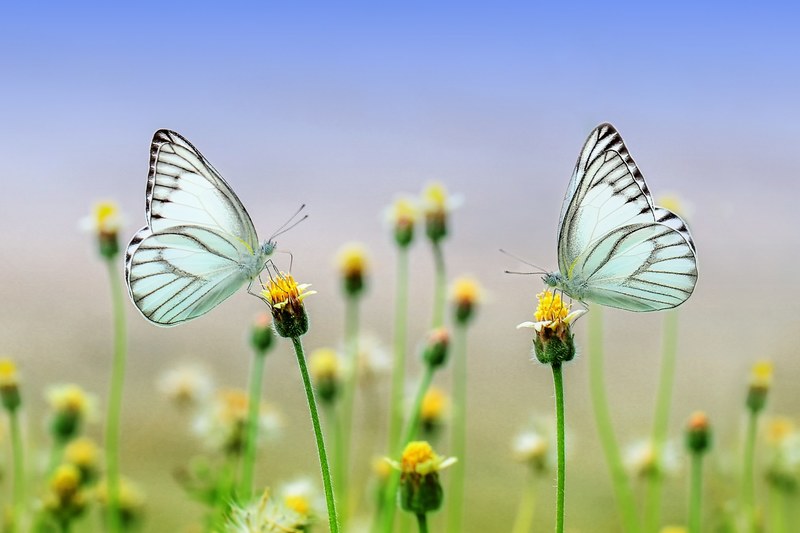butterfly insect macro animal nature spring 4k