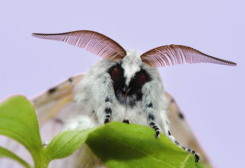 butterfly insect colorful moth moth cerura vinula 4k