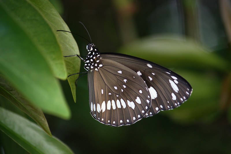 butterfly wings insect common crow brown spots 4k