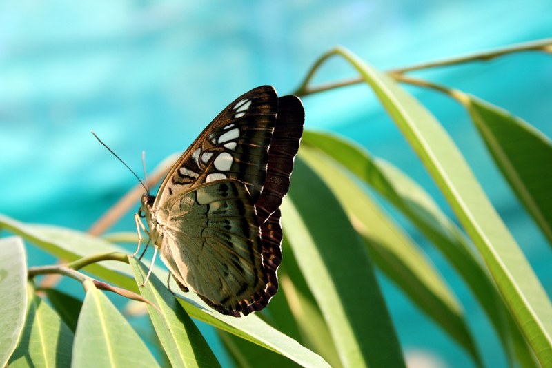 butterfly nature insect closeup tropical insects 4k