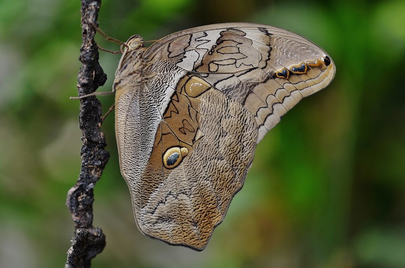 butterfly animal insect wildlife fly macro wings 4k