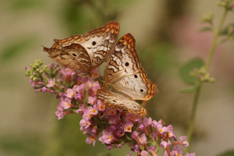 butterfly macro insects nature couple flower 4k