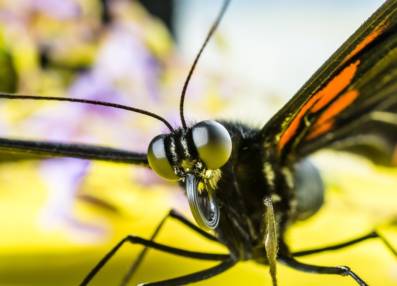 butterfly insect eyes probe proboscis rolled up 4k