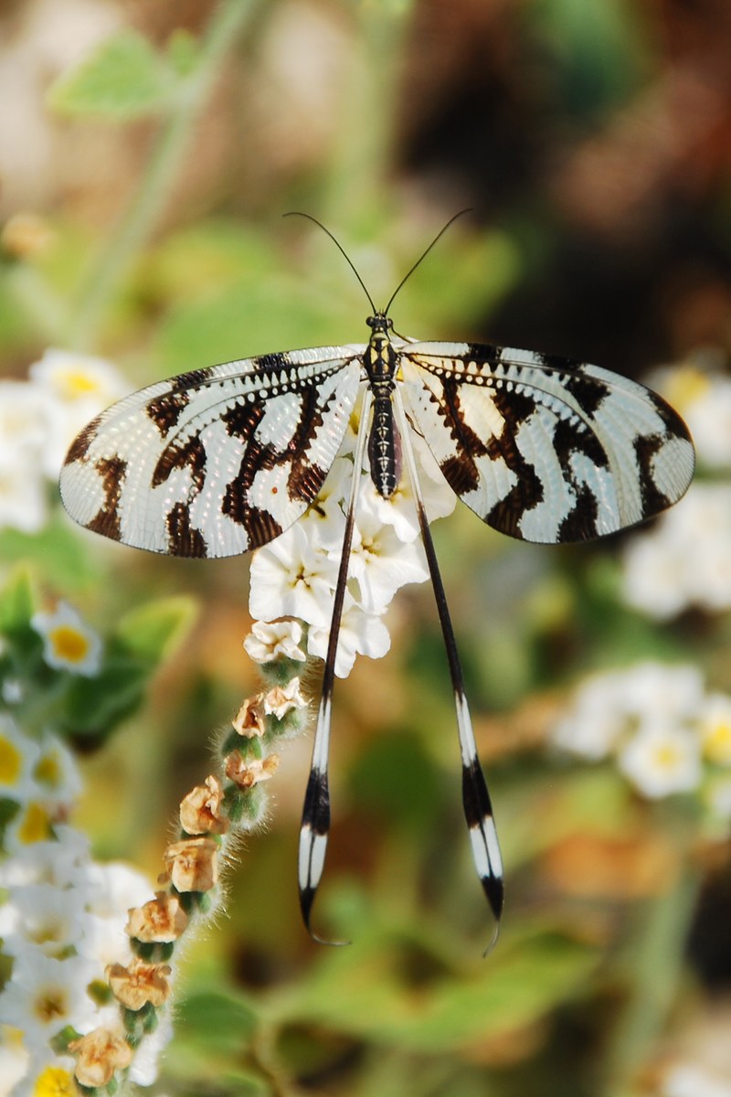 butterfly insect black white pattern summer close 4k