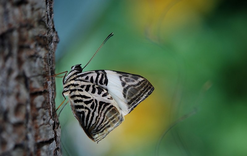 butterfly insect wing wildlife bug bright small 4k