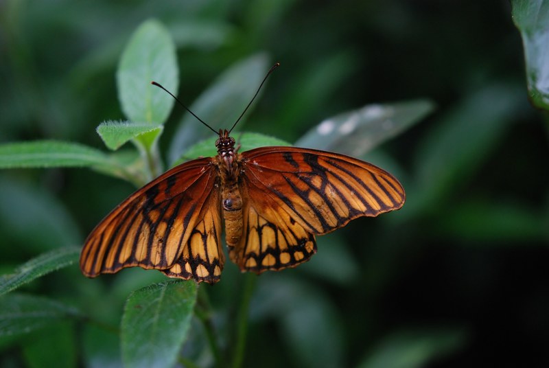 butterfly insect wing wildlife bug bright small 4k