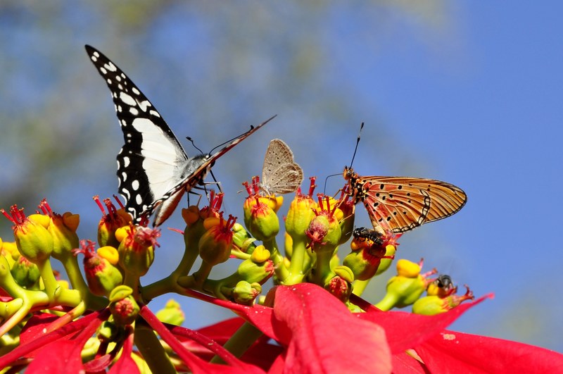 butterflies poinsettia animal world flora fauna 4k