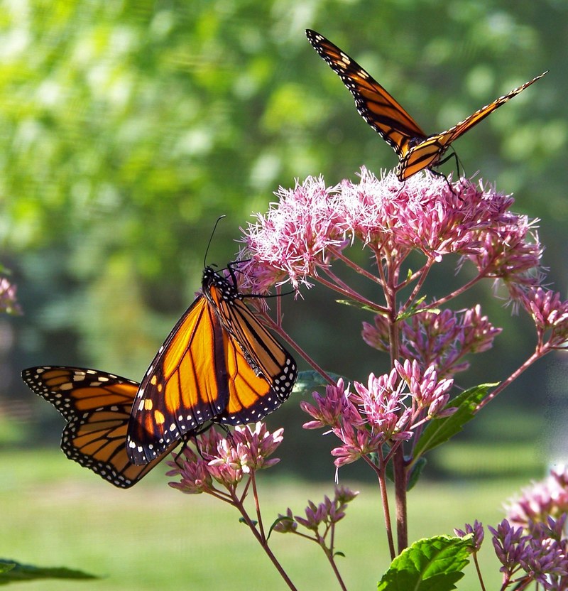 butterfly monarch insect wing lepidoptera fly 4k