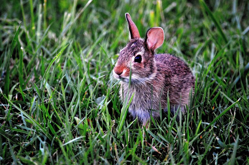 bunny rabbit mammal cute animal grass outdoors 4k