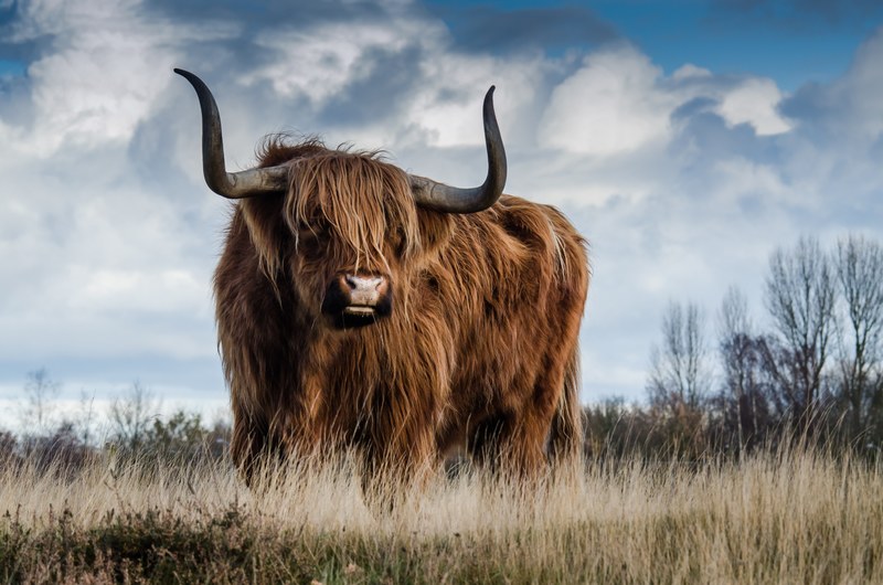 bull landscape nature mammal animal meadow cattle 4k