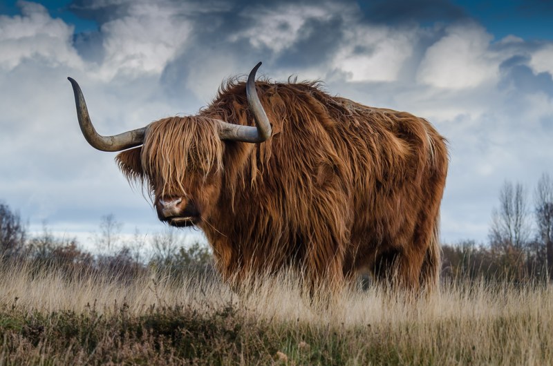 bull landscape nature mammal animal meadow cattle 4k